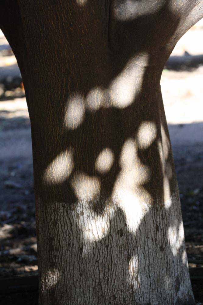              Bark (Riverside, CA)       